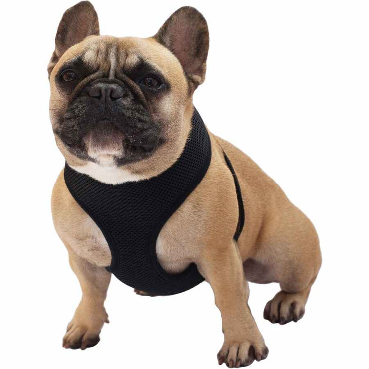 Brilliant Basics Medium Comfort Dog Harness - Black